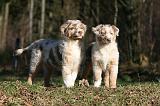 BERGER AUSTRALIEN PUPPIES 669